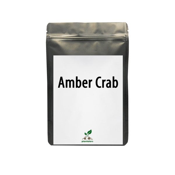 &quot;Amber Crab&quot; 1 табл, 2 гр