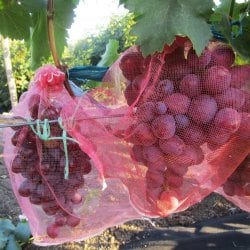 Мешочки для защиты винограда 25х44 с завязками 25шт.